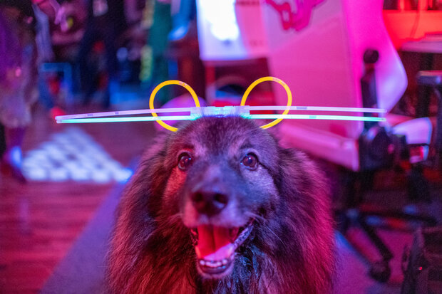 Wolfsspitz Aaron auf einer Party, der freudig in die Kamera schaut während er einen Kopfschmuck aus Knicklichtern trägt.